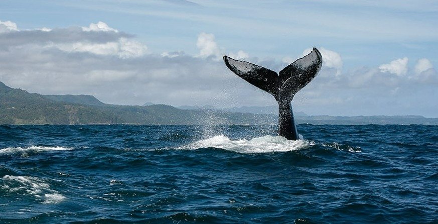 Whale Watching Tour from Samana Port in Dominican Republic.