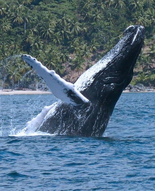 Cayo Levantado in Samana Dominican Republic