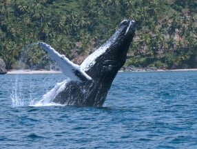 Whale Watching Tour + Cayo Levantado island from Samana port.