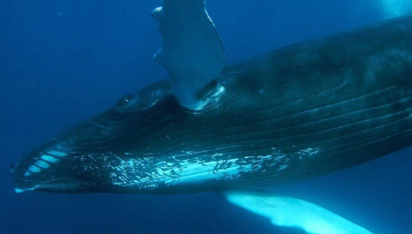 Samana Whale Wacthing Tour in Dominican Republic
